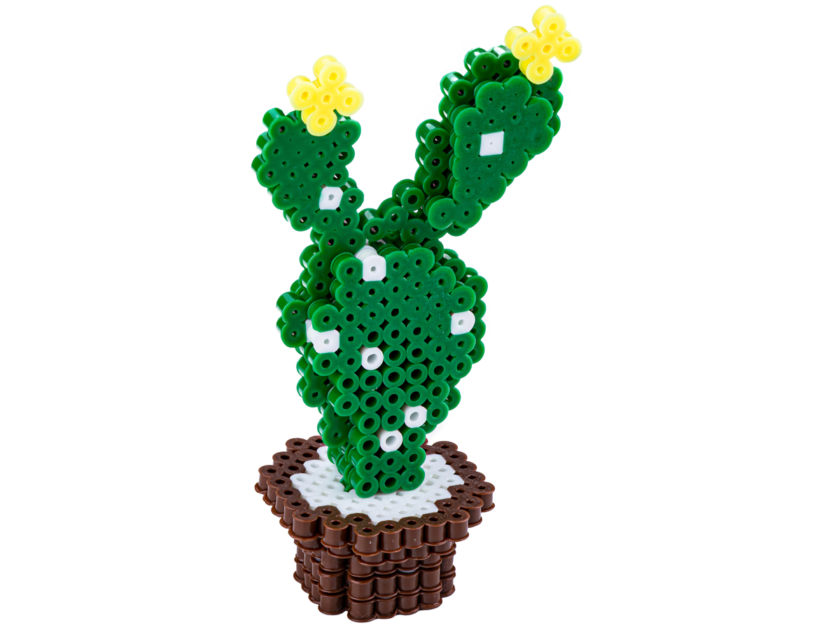 kaktus-3.jpg