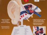 Model plastikowy Lindberg - Ludzkie ucho